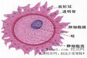 男性青春期發育延遲