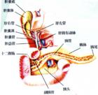 肝胰腺