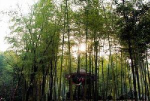 蓮洞國家森林公園