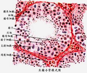 生精小管模式圖