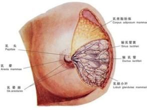 乳腺良性腫瘤