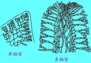 色素體