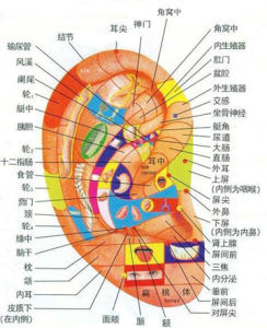 耳部反射區