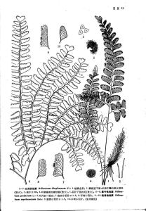 長尾鐵線蕨（來源：中國植物志原版墨線圖）