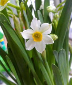 平潭水仙花