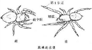 跳蛛科