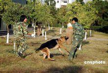 公安部南昌警犬基地訓犬