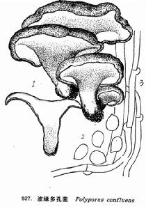 圖 937 波緣多孔菌 : 1. 子實體， 2. 孢子， 3. 菌絲