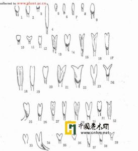 直蕊唇柱苣苔