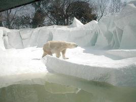 上海動物園北極熊展區