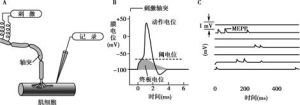 終板電位