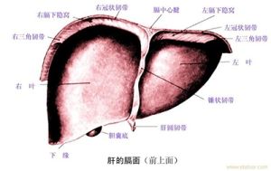 肝硬化結節