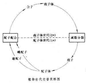 世代交替（植物）