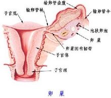 卵巢黃體破裂