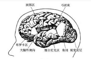 神經語言學