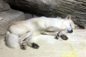 Arctic wolf