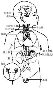 內分泌失調