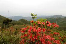 鹿背山春季杜鵑花