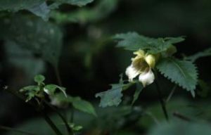 小花窄萼鳳仙花