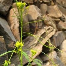 新疆大蒜芥（原變種）