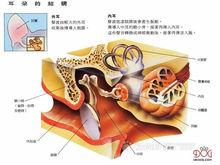 狗的耳朵結構