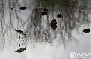 覓食中的黑頸長腳鶴