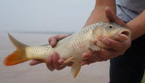 河套黃河鯉魚