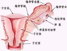 剖視圖有助於理解正文