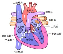 心音與心臟血流動力