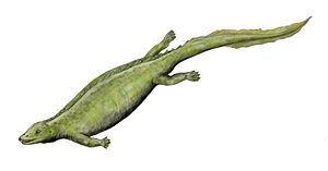 副楯齒龍（屬名：Paraplacodus）又名副盾齒龍，意思是“幾乎是楯齒龍”，身長約1.5米。副楯齒龍屬於楯齒龍目，生存於三疊紀的安尼西階到拉丁階。目前只有模式種P. broilli被發現，化石發現於義大利北部，由Bernard Peyer在1931年命名。屬名顯示它們類似楯齒龍，但它們外表上也極度類似Saurosphargis。如同所有已知的楯齒龍類，副楯齒龍是種海生爬行動物，並主要以貝類為生。大部分已發現的楯齒龍目可分為兩群：沒有護甲的楯齒龍超科，外型看似大型、有鱗、布滿牙齒的蠑螈；以及有護甲的豆齒龍超科，外型類似有厚重護甲的烏龜。副楯齒龍可歸類於類似楯齒龍超科。副楯齒龍的頜部已演化成以貝類為食，頜部前部有兩排突出的牙齒，上排有三對突出的牙齒，上下頜有用來壓碎的圓形牙齒。厚肋骨形成類似箱子的胸腔，能讓副楯齒龍在海床上獵食食物。副楯齒龍化石時期： 三疊紀中期  保護狀況 化石 科學分類 界： 動物界 Animalia 門： 脊索動物門 Chordata 綱： 蜥形綱 Sauropsida 總目： 鰭龍超目 Sauropterygia 目： 楯齒龍目 Placodontia 科： 副楯齒龍科 Paraplacodontidae 屬： 副楯齒龍屬 Paraplacodus 種： 副楯齒龍 P. broilli