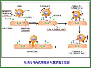 黏附分子