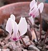 Cyclamen cyprium.jpg