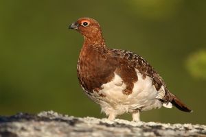 柳雷鳥北美亞種