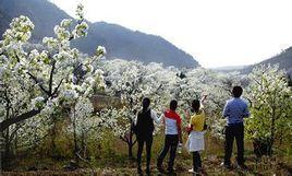 紅林村[黑龍江省依蘭縣團山子鄉紅林村]