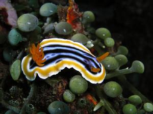 （圖）Chromodoris timor