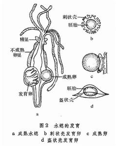 水螅屬