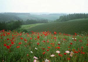 淋溶土