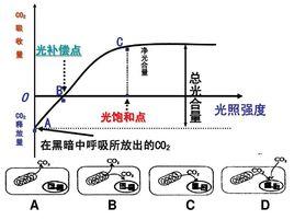 表觀光合作用