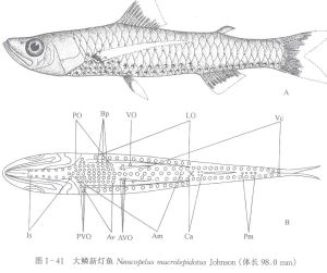 大鱗新燈魚