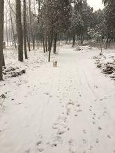 趙氏祖墳 雪景