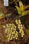 矩圓葉旌節花Stachyurus oblongifolius