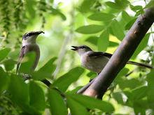 灰山椒鳥