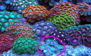 鈕扣珊瑚