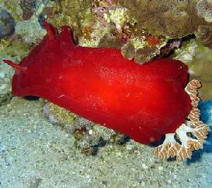 血紅六鰓海蛞蝓