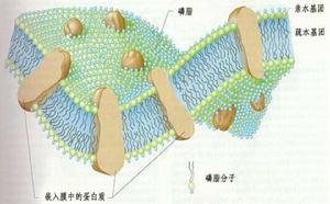 細胞學