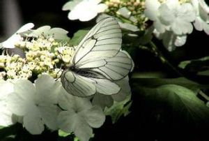 黃毛白絹蝶