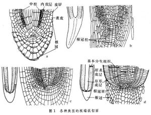 頂端分生組織