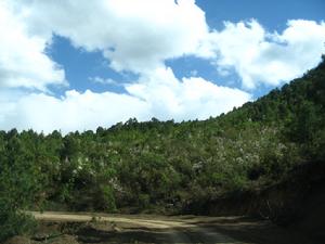 白馬雪山高山杜鵑林