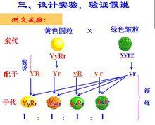 基因的自由組合定律