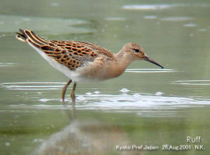 白腰濱鷸 Calidris fuscicollis  White-Rumped Sandpiper